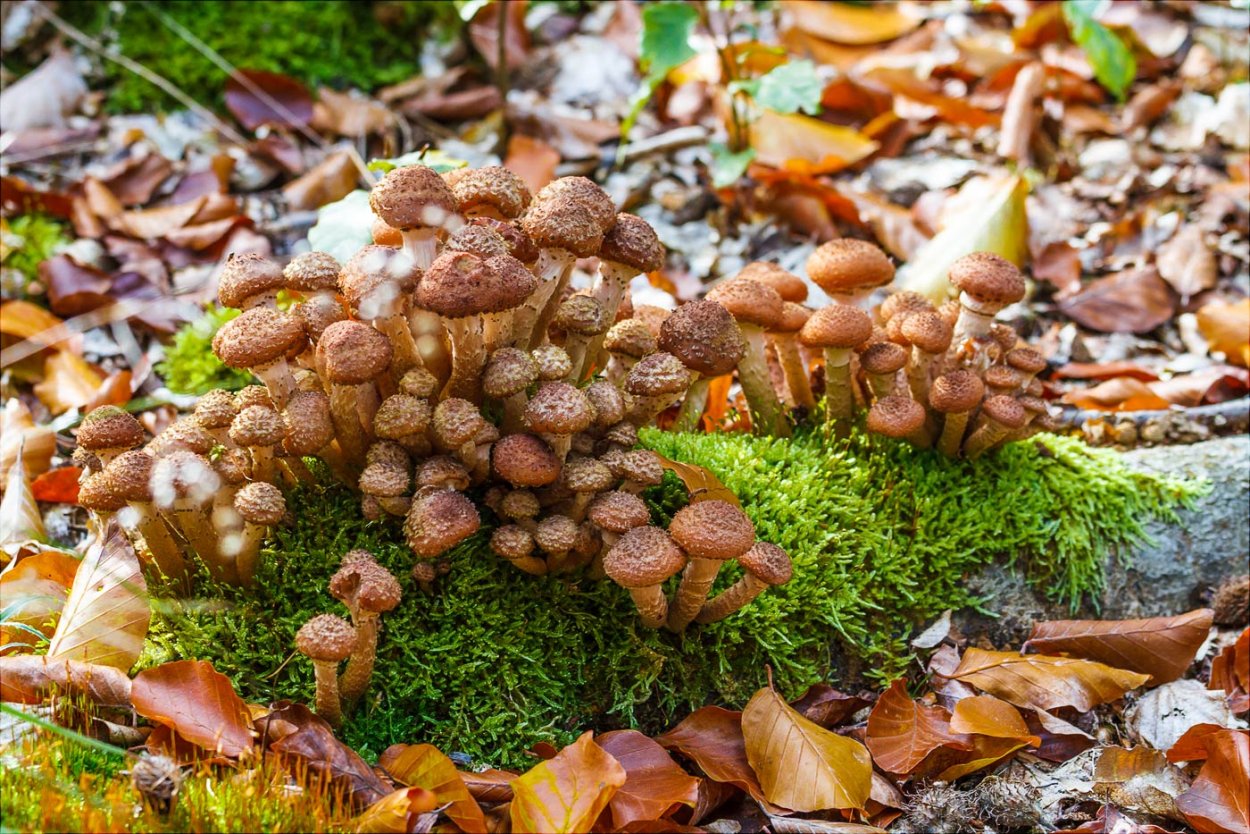 Опенок осенний Луговой