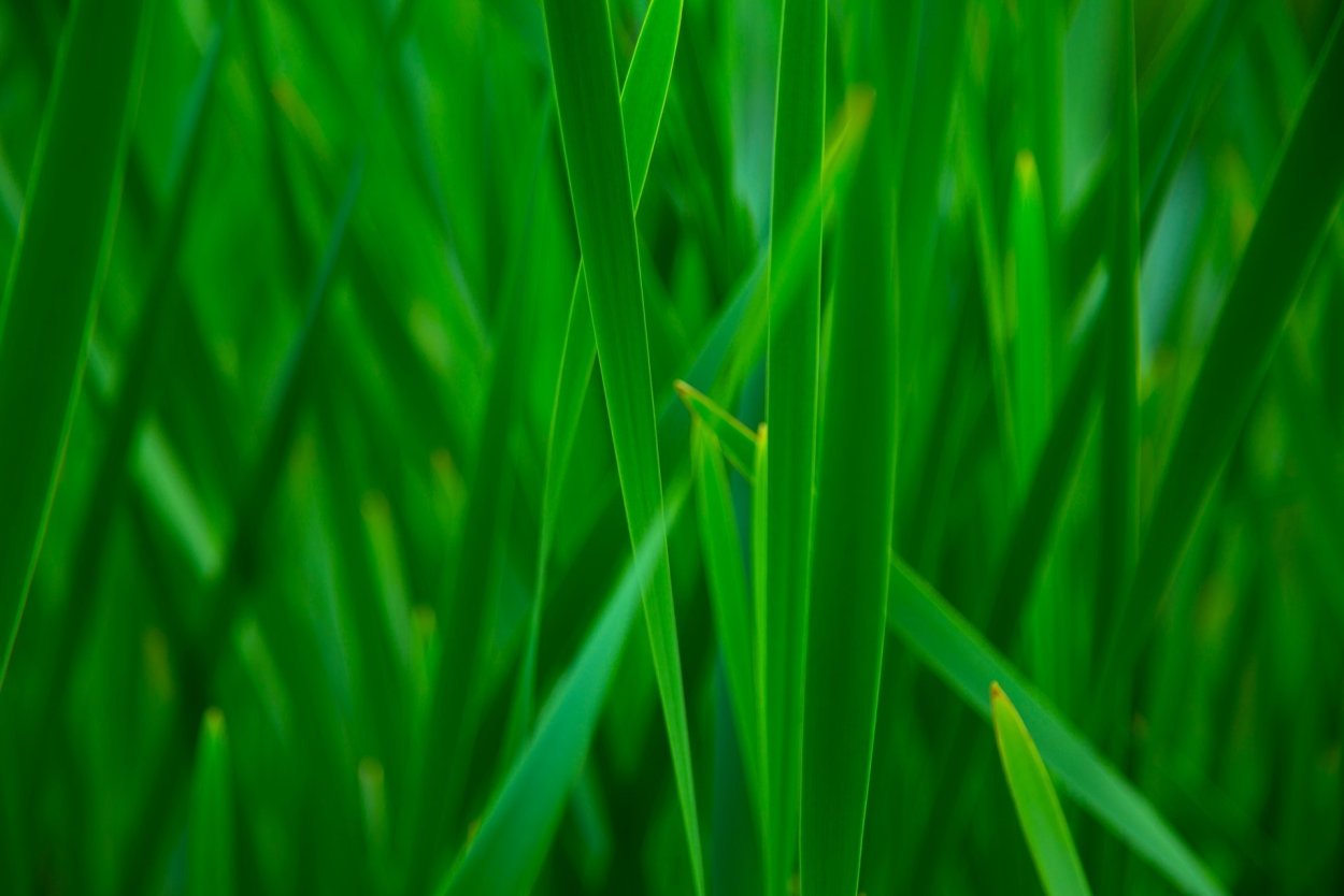 Трава фон