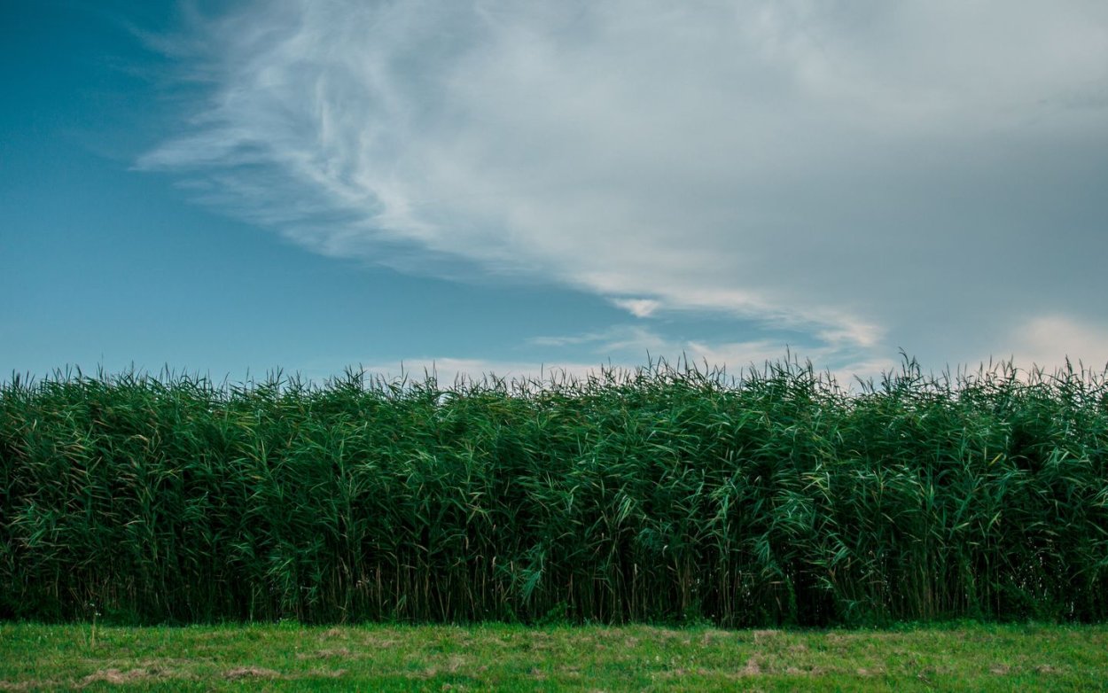 Поле с длинной травой