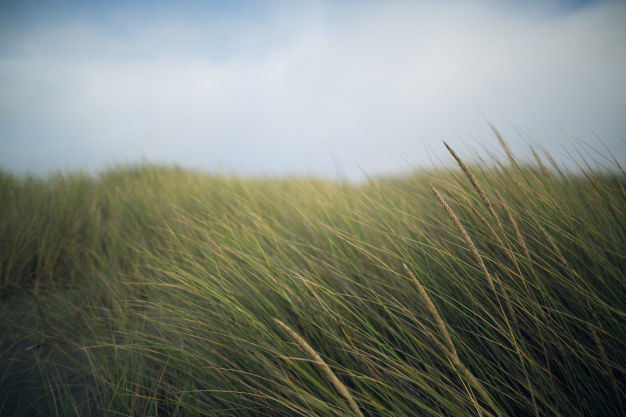 Поле с высокой травой