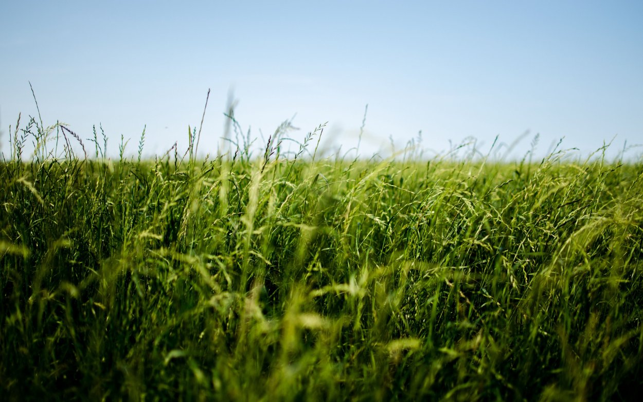 Травяное поле