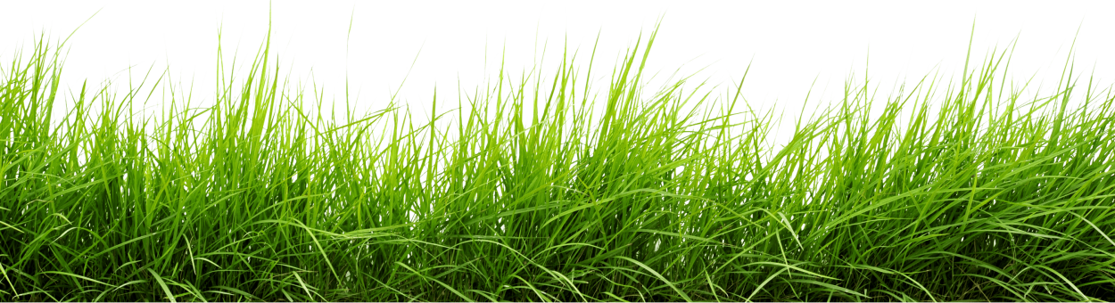 Трава на переднем плане