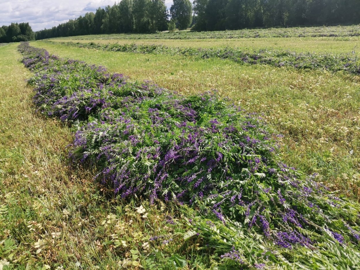 Козлятник Сенна