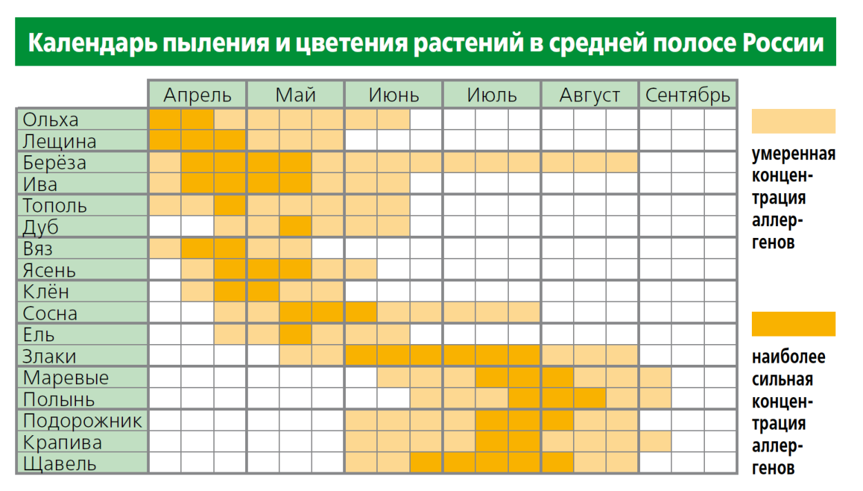 Свойства древесины березы