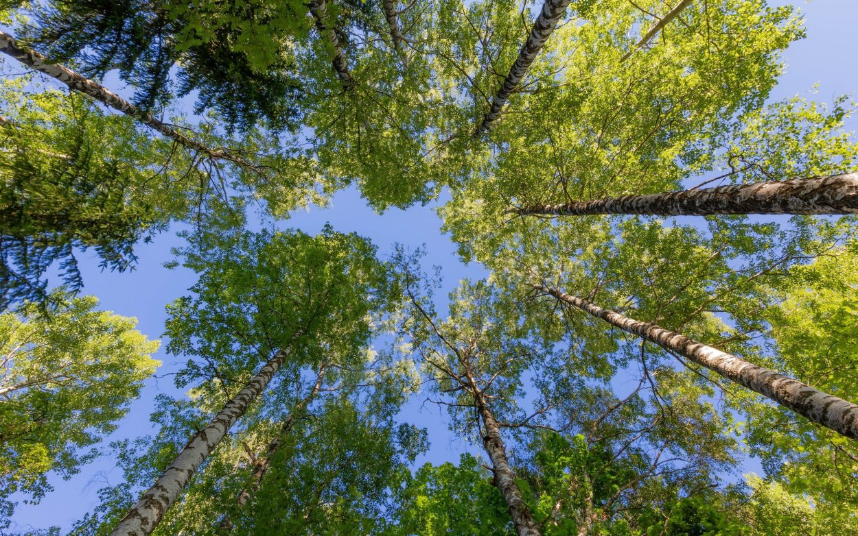Берёза плосколистная