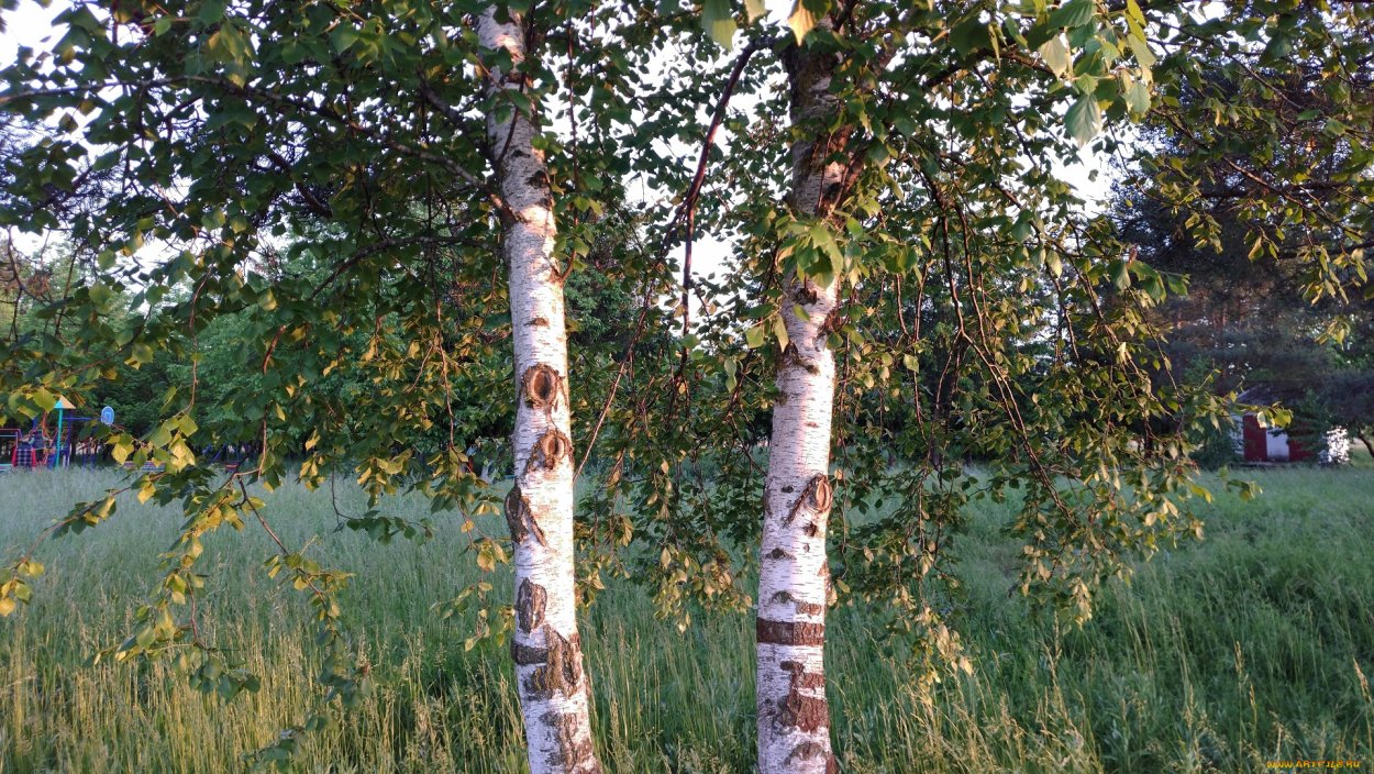 Берёза Радде