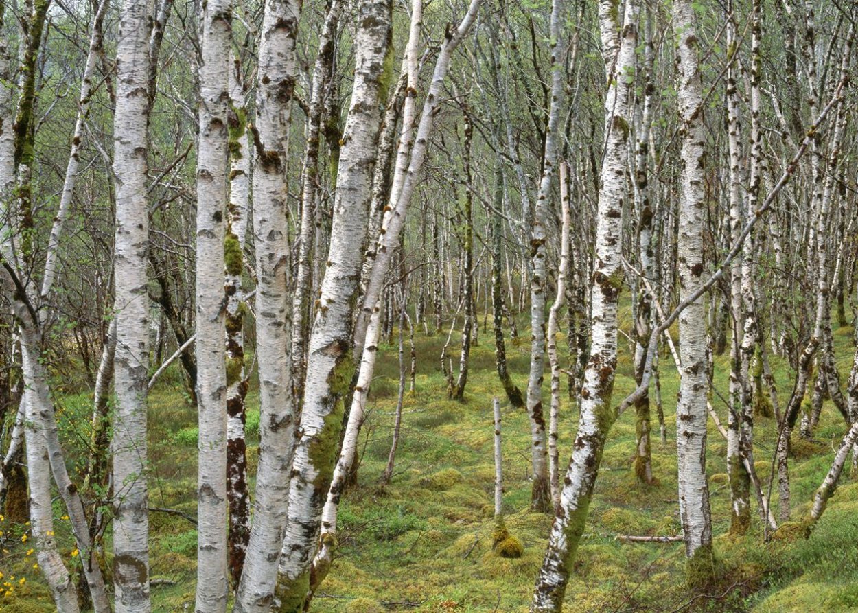 Betula Silver Birch