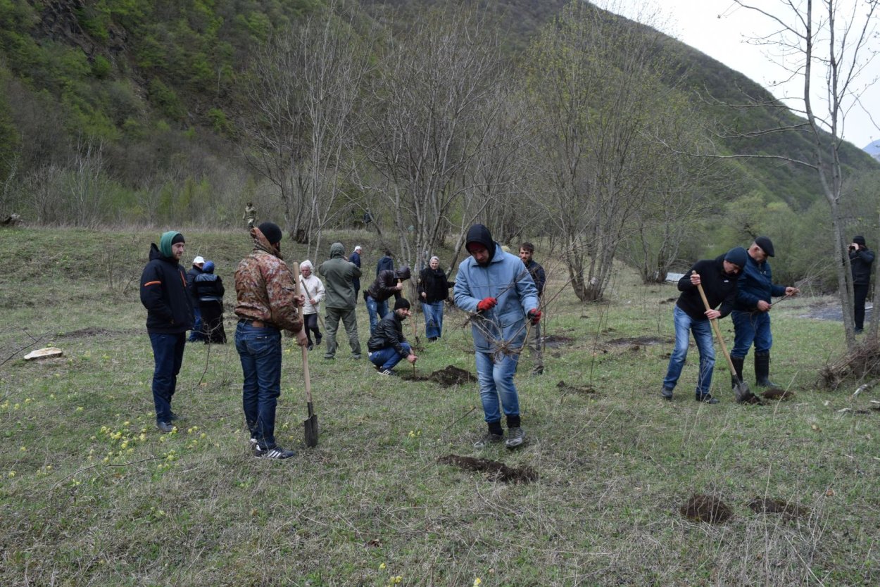 Берёза Радде