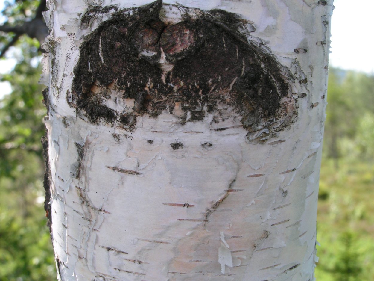 Береза черная Betula nigra