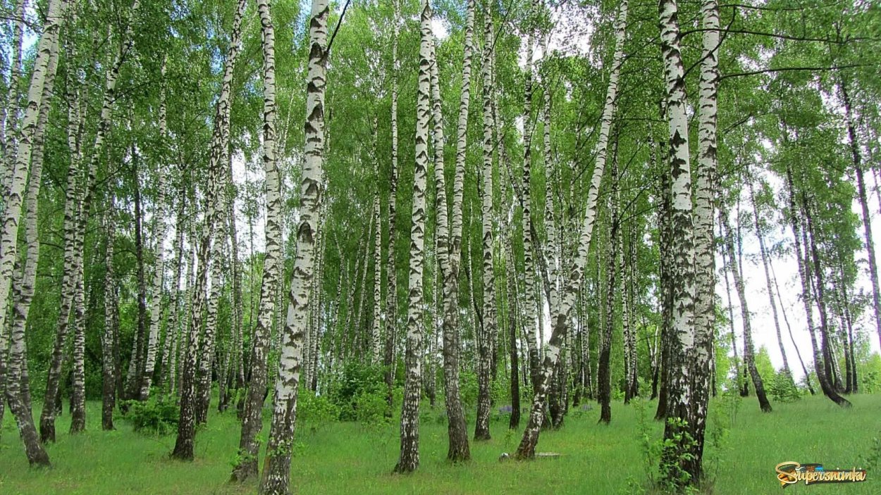 Медведицкая гряда синяя гора