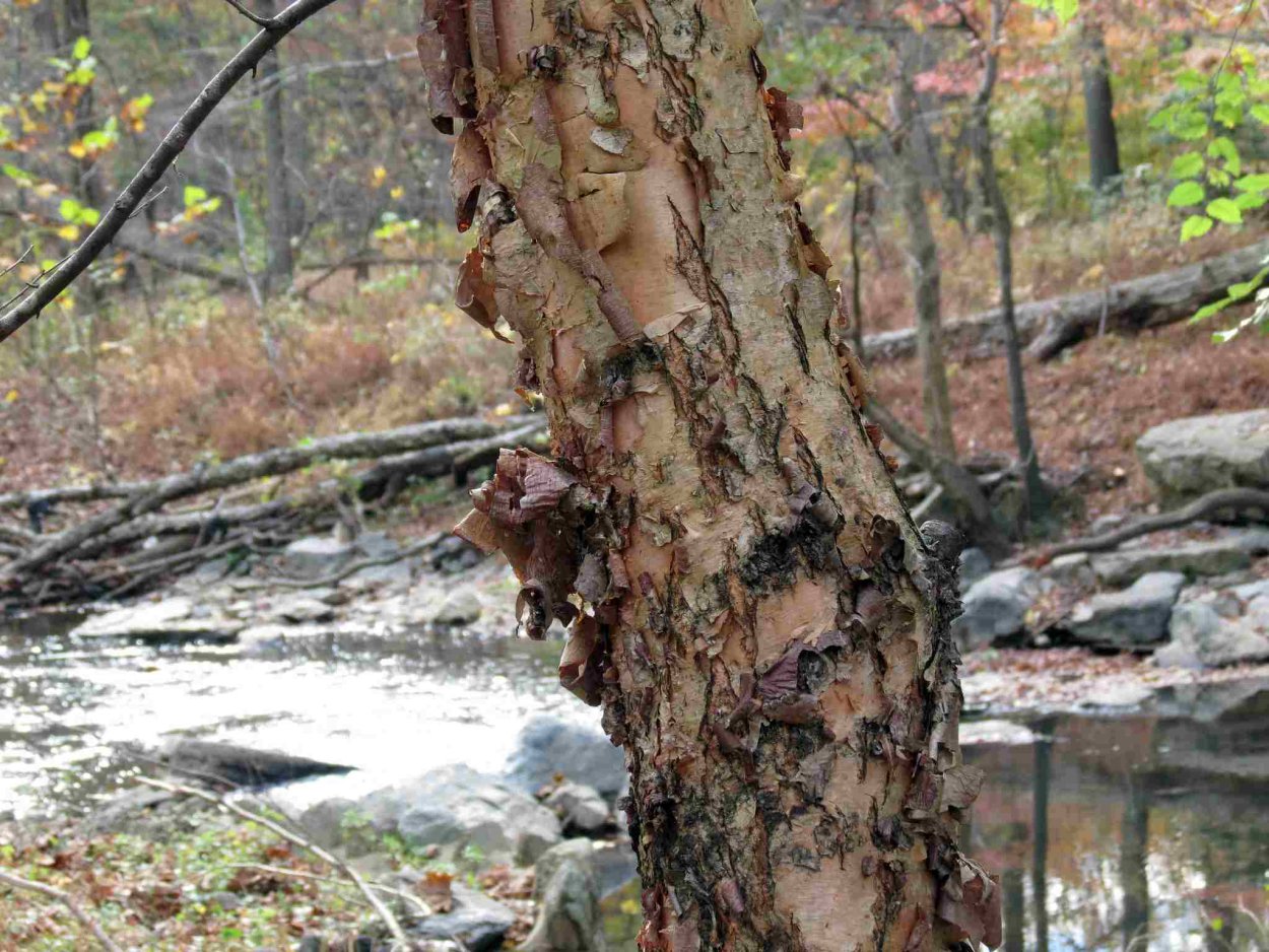 Алтайский заповедник карликовая береза