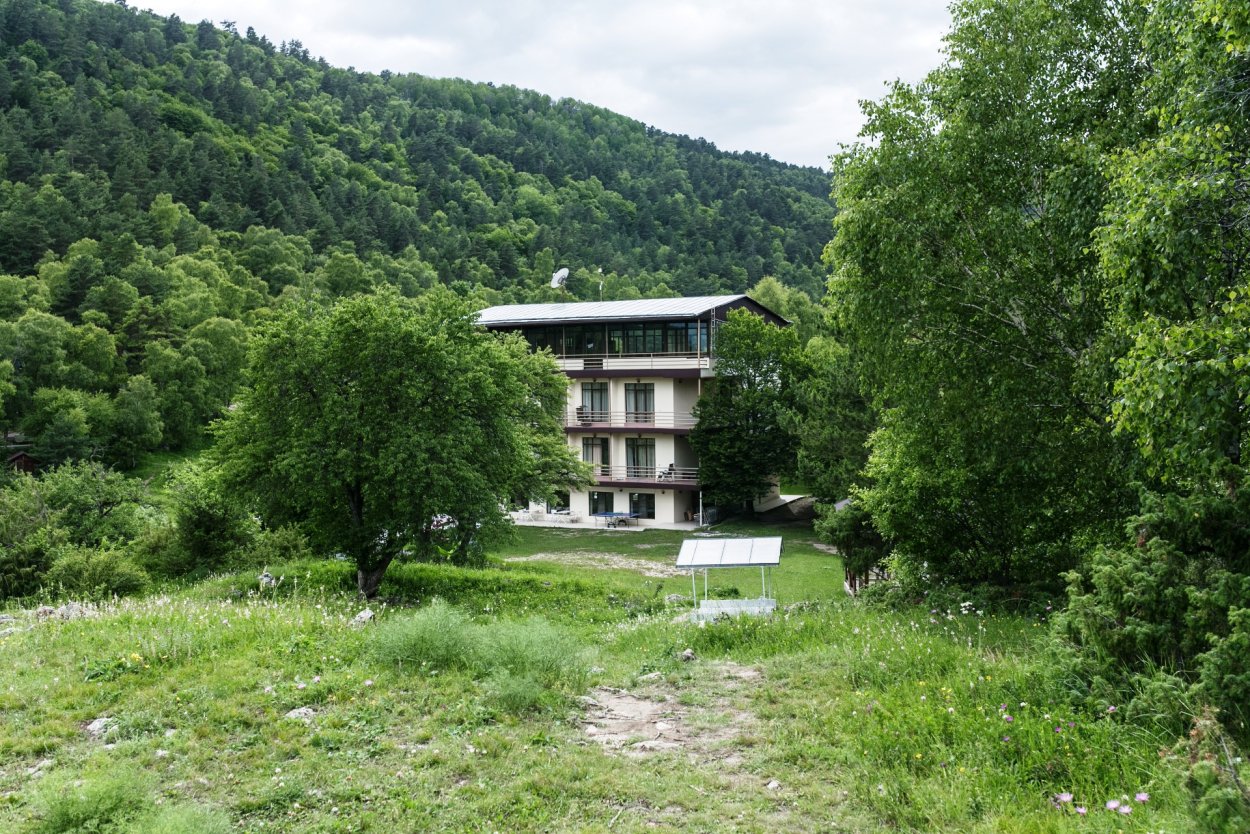 Береза Радде "Betula raddeana