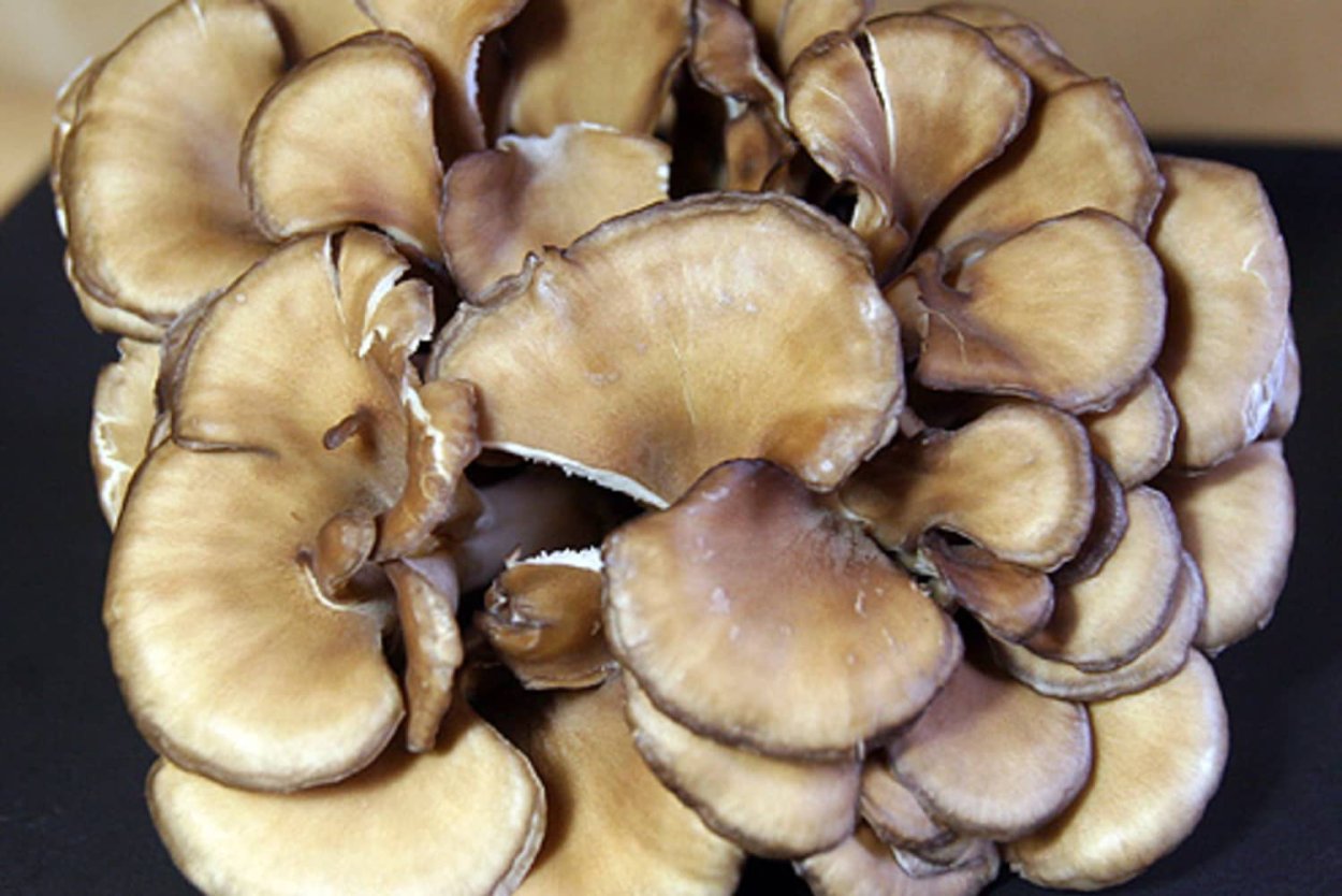 Bondarzewia berkeleyi