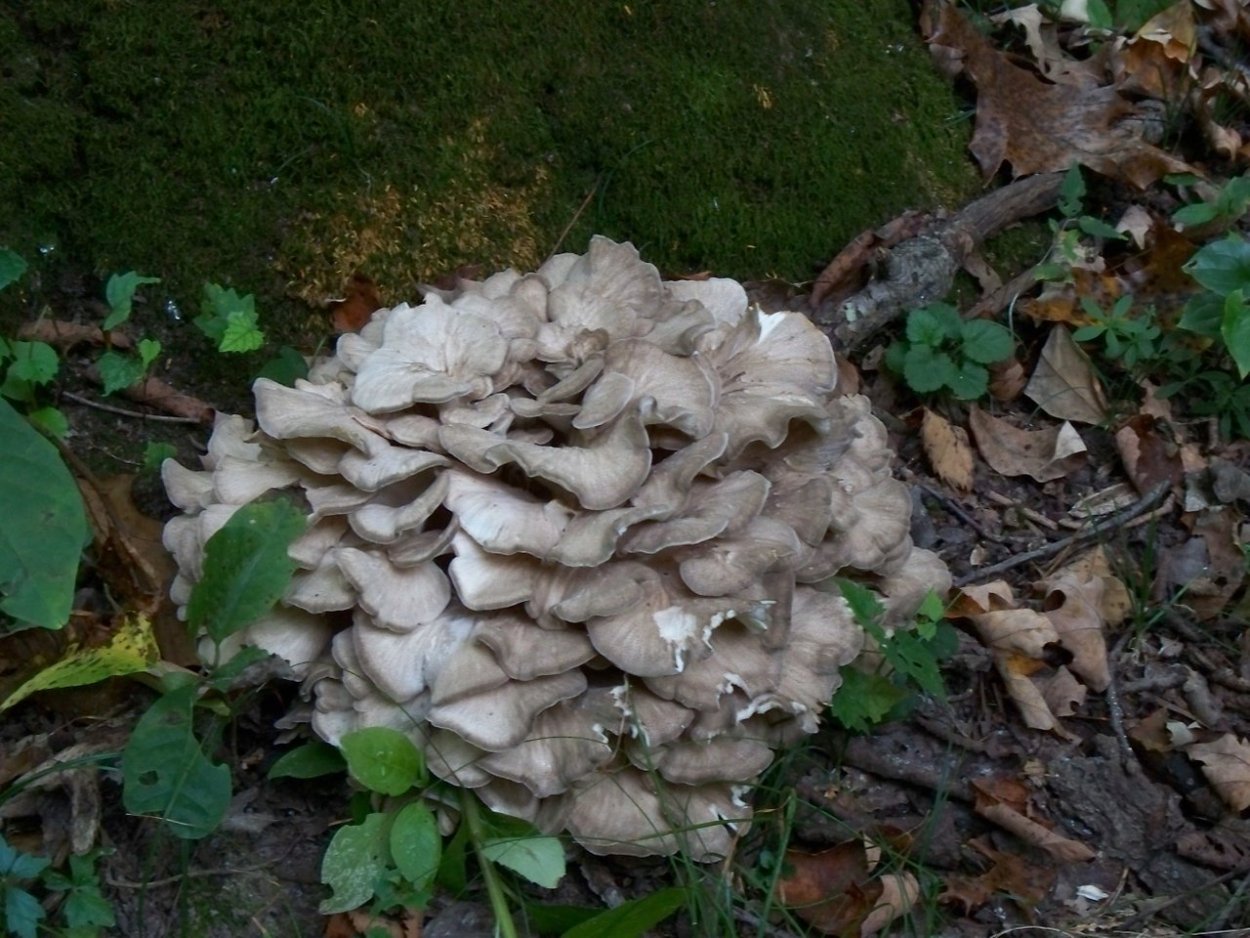 Coriolus versicolor Mushroom extract