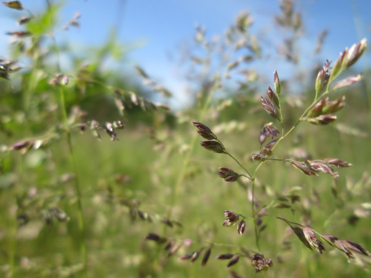 Breidleria pratensis