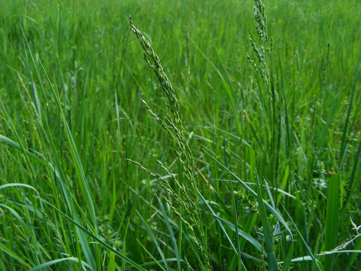 Мятлик Луговой (POA pratensis)