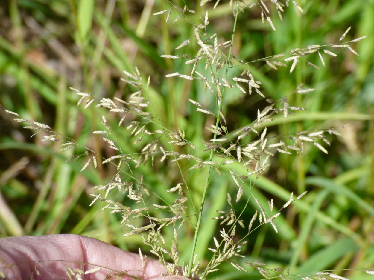 Полевичка волосовидная (eragrostis capillaris)