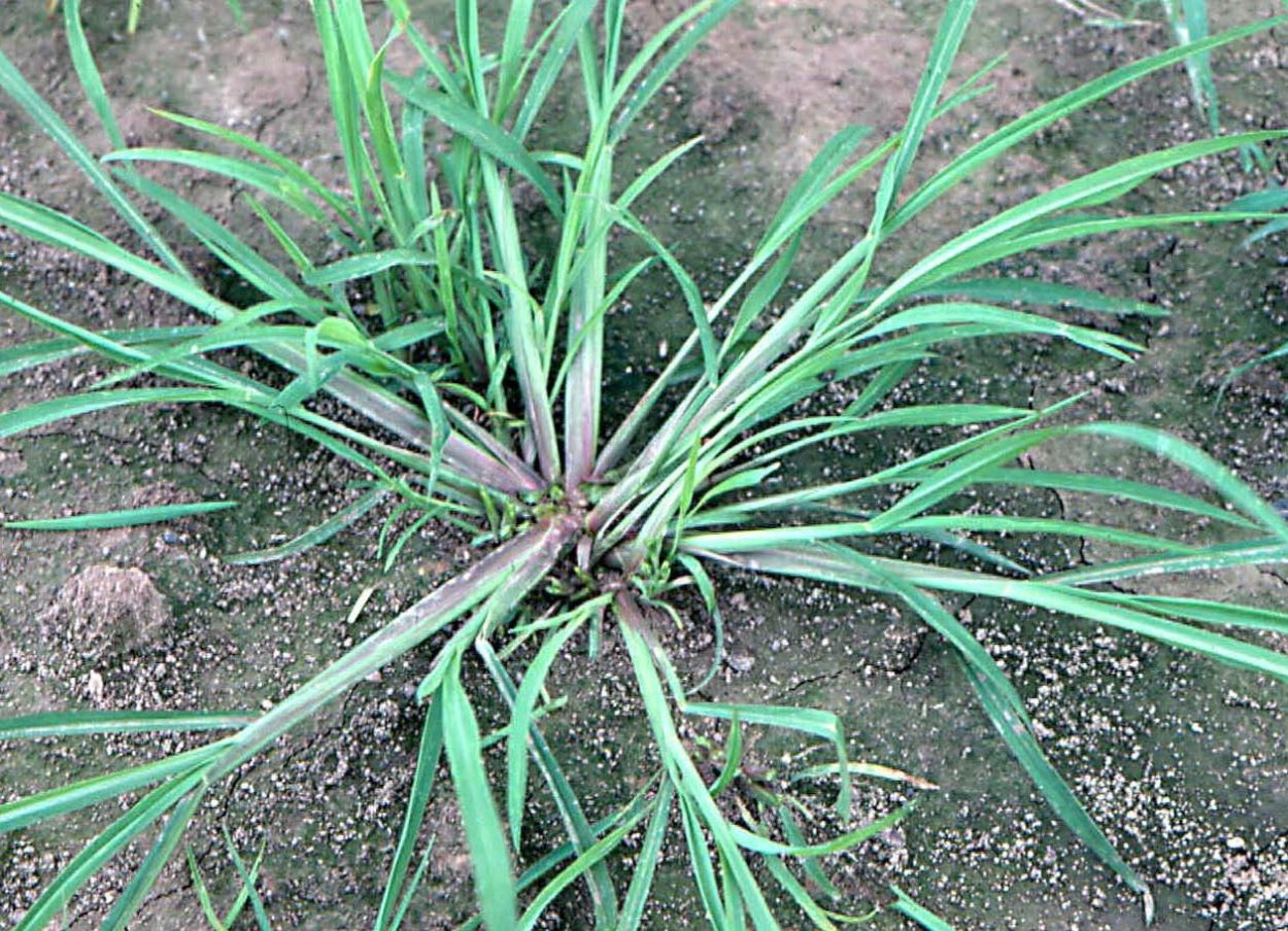 Тимьян ползучий (Thymus serpyllum)