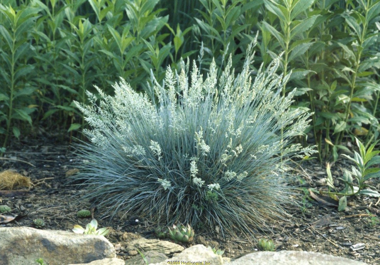 Crabgrass сорняк