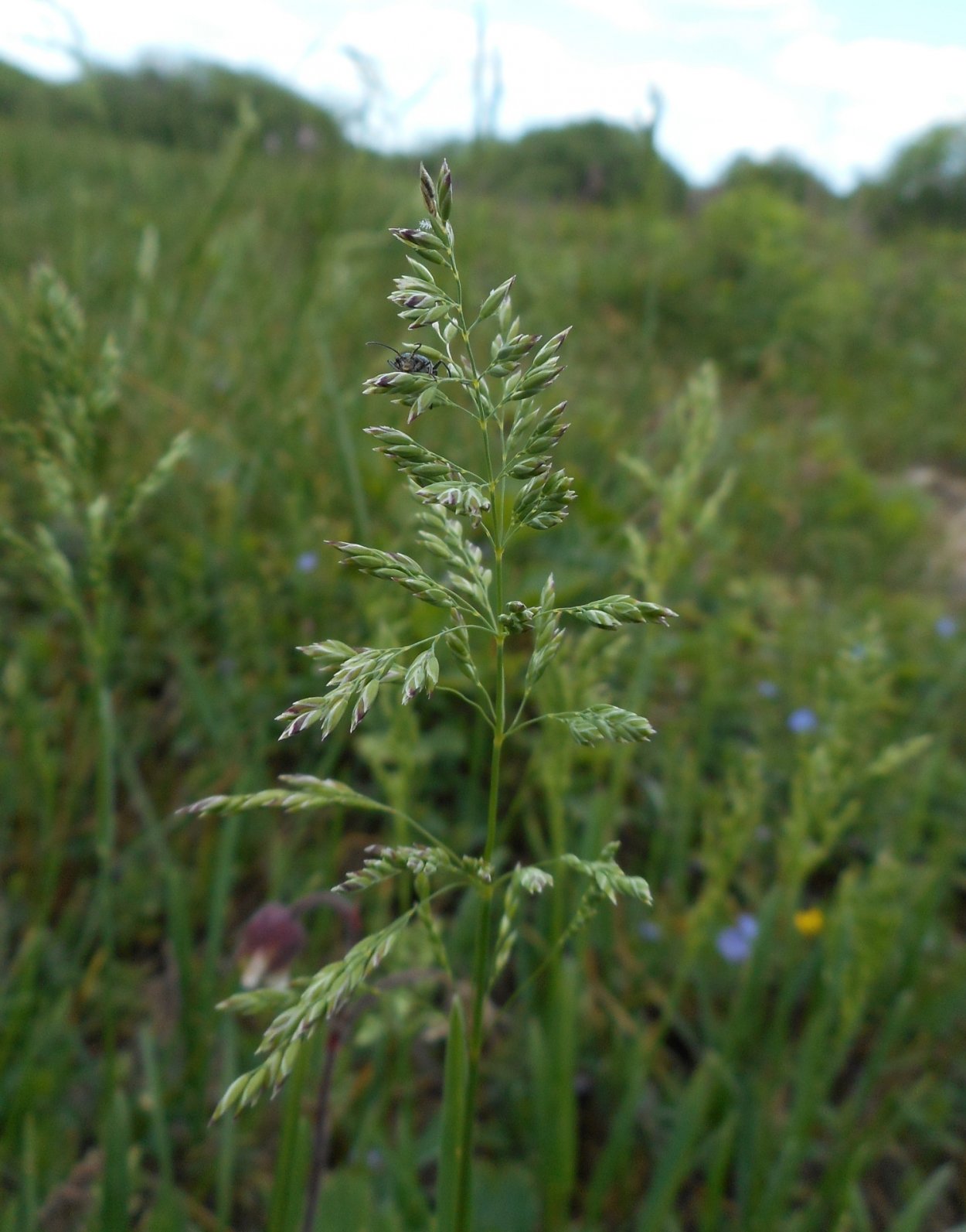 POA trivialis l.