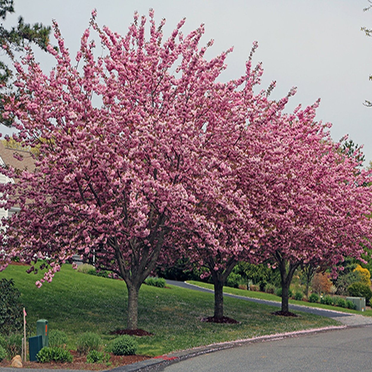 Сакура мелкопильчатая Канзан (Prunus serrulata Kanzan)