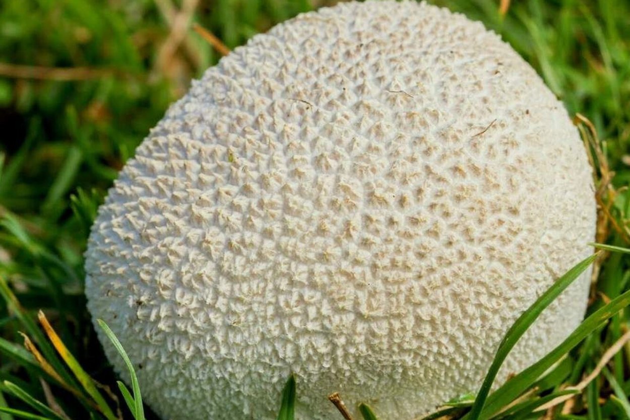 ГОЛОВАЧ продолговатый Lycoperdon excipuliforme