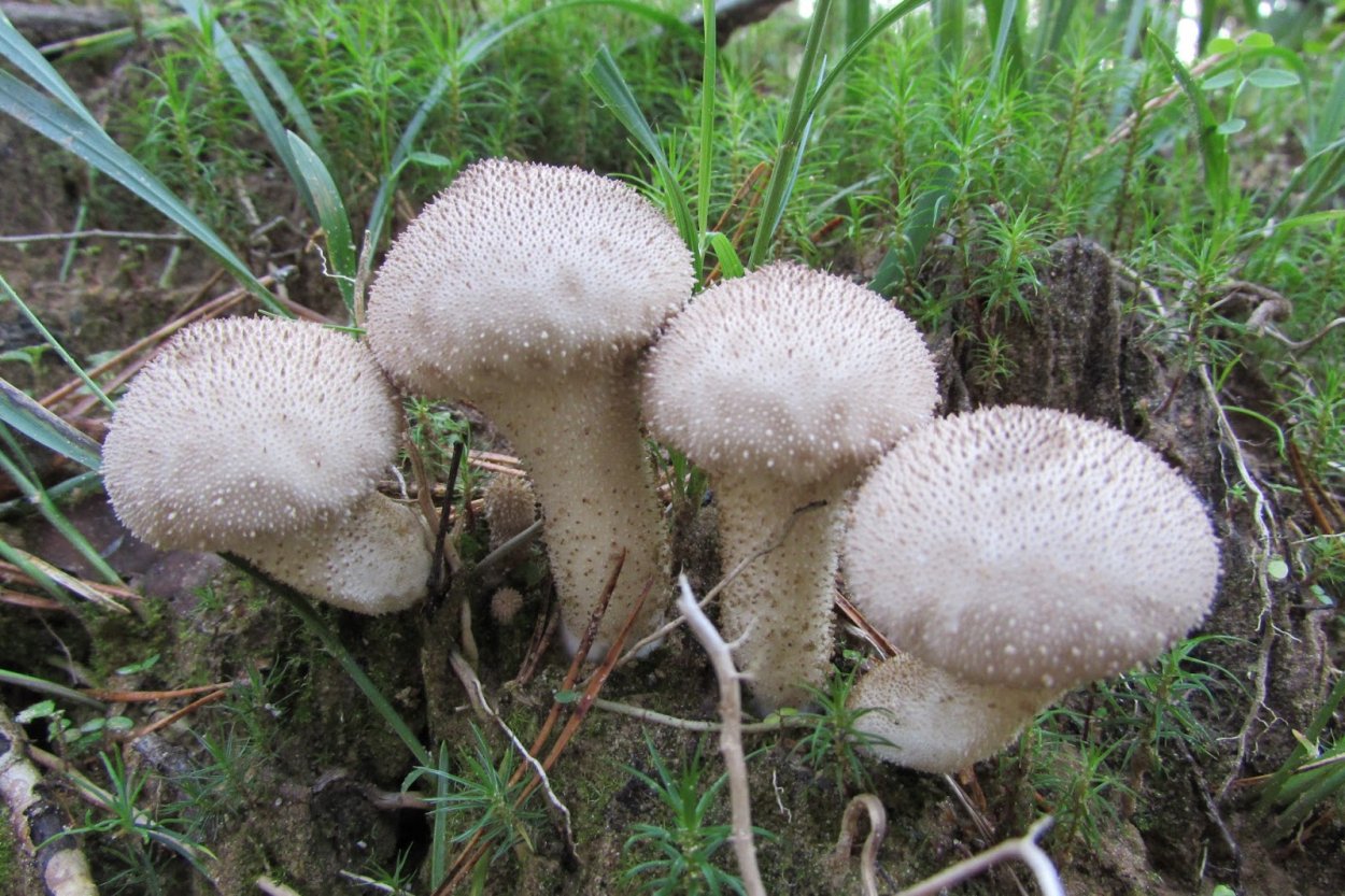 Bovista nigrescens
