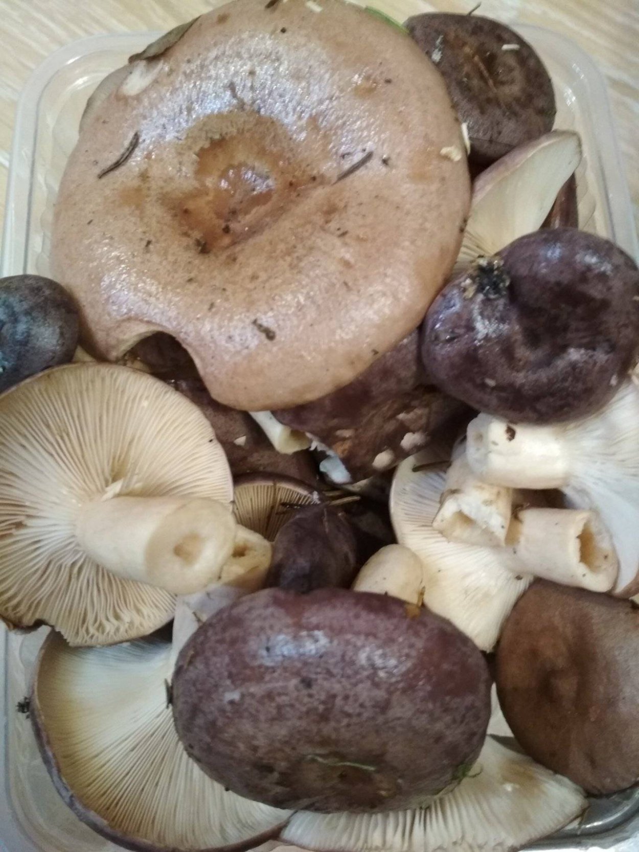 Гладыши грибы