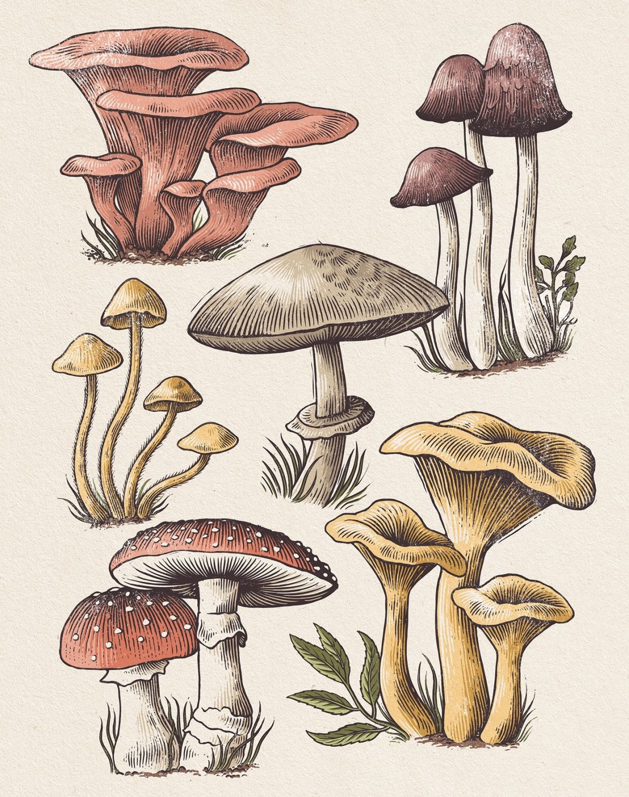 Мухомор с книжки