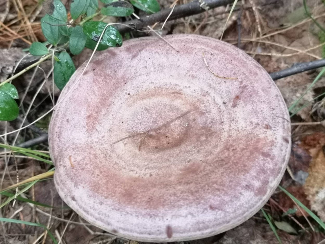 Млечник ароматный Lactarius glyciosmus