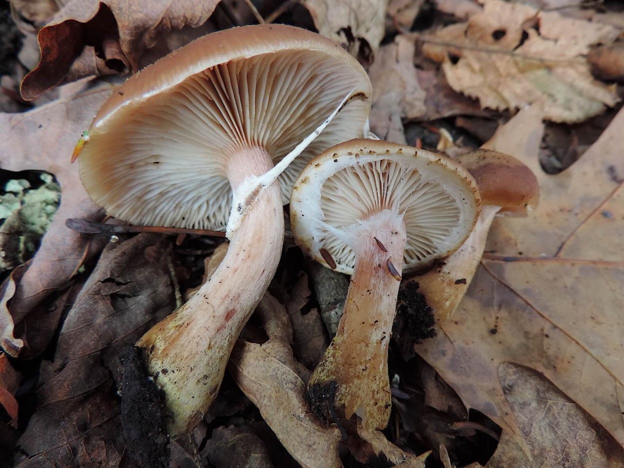 Млечник блёклый Lactarius vietus-