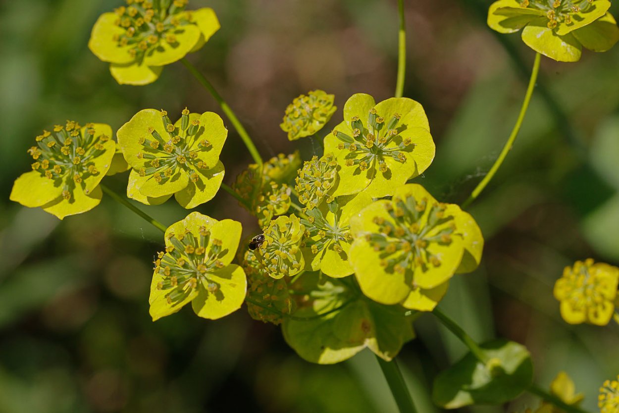 Молочай сегиеров (Euphorbia seguieriana)