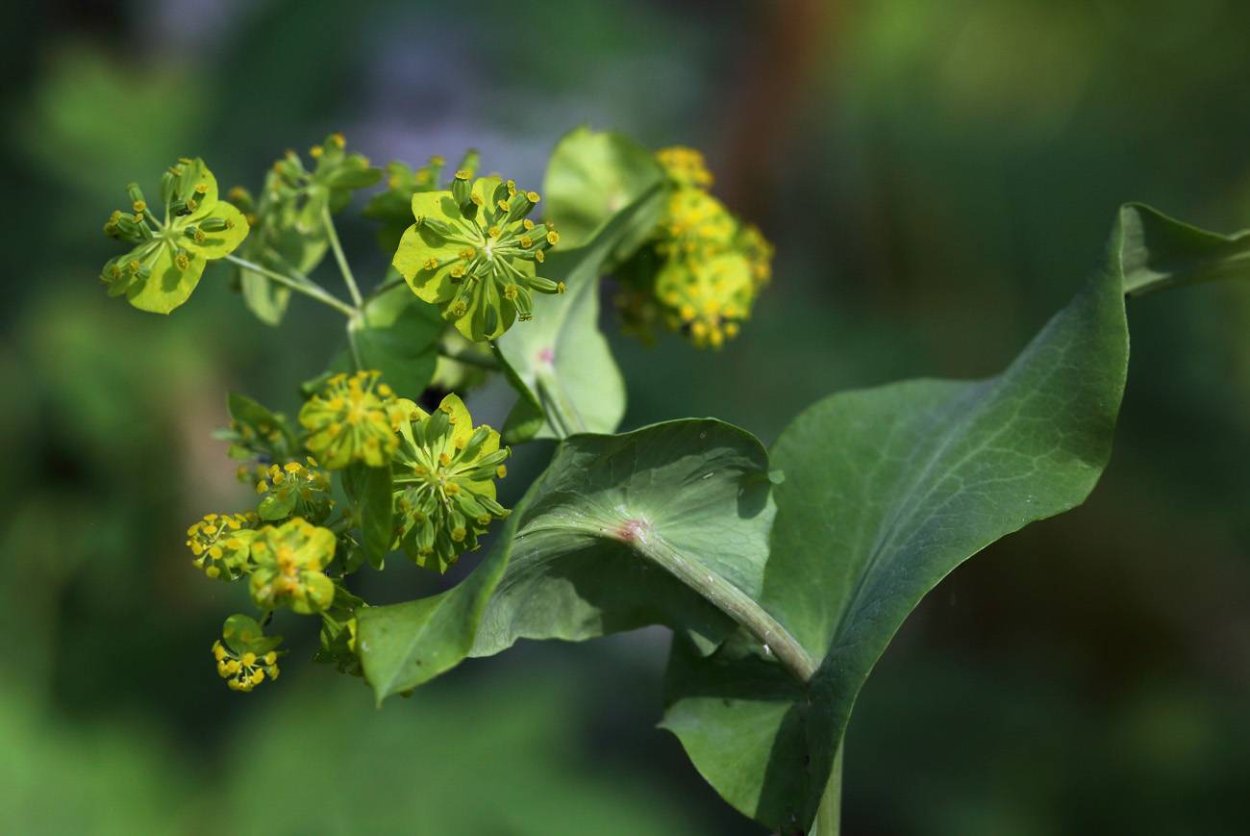 Молочай болотный (palustris)