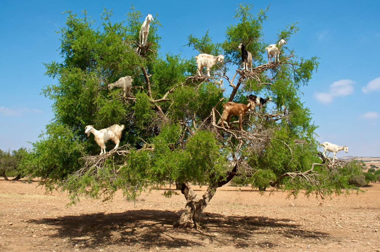 Goat on the Tree picture for Kids