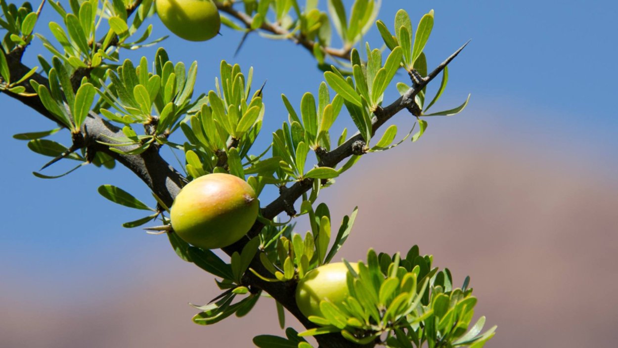 Argan Oil Argania spinosa