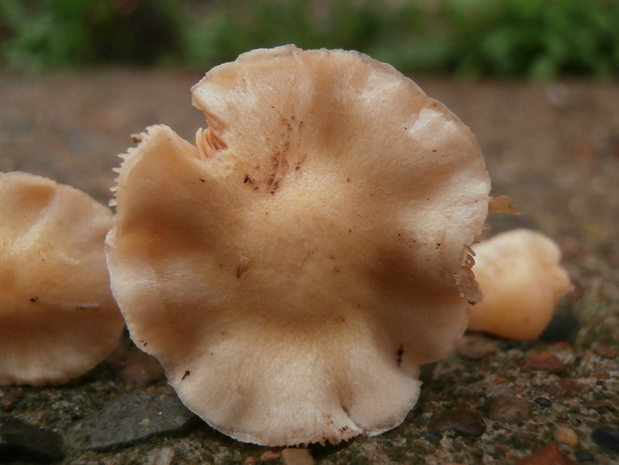 Млечник жгуче-Млечный Lactarius pyrogalus