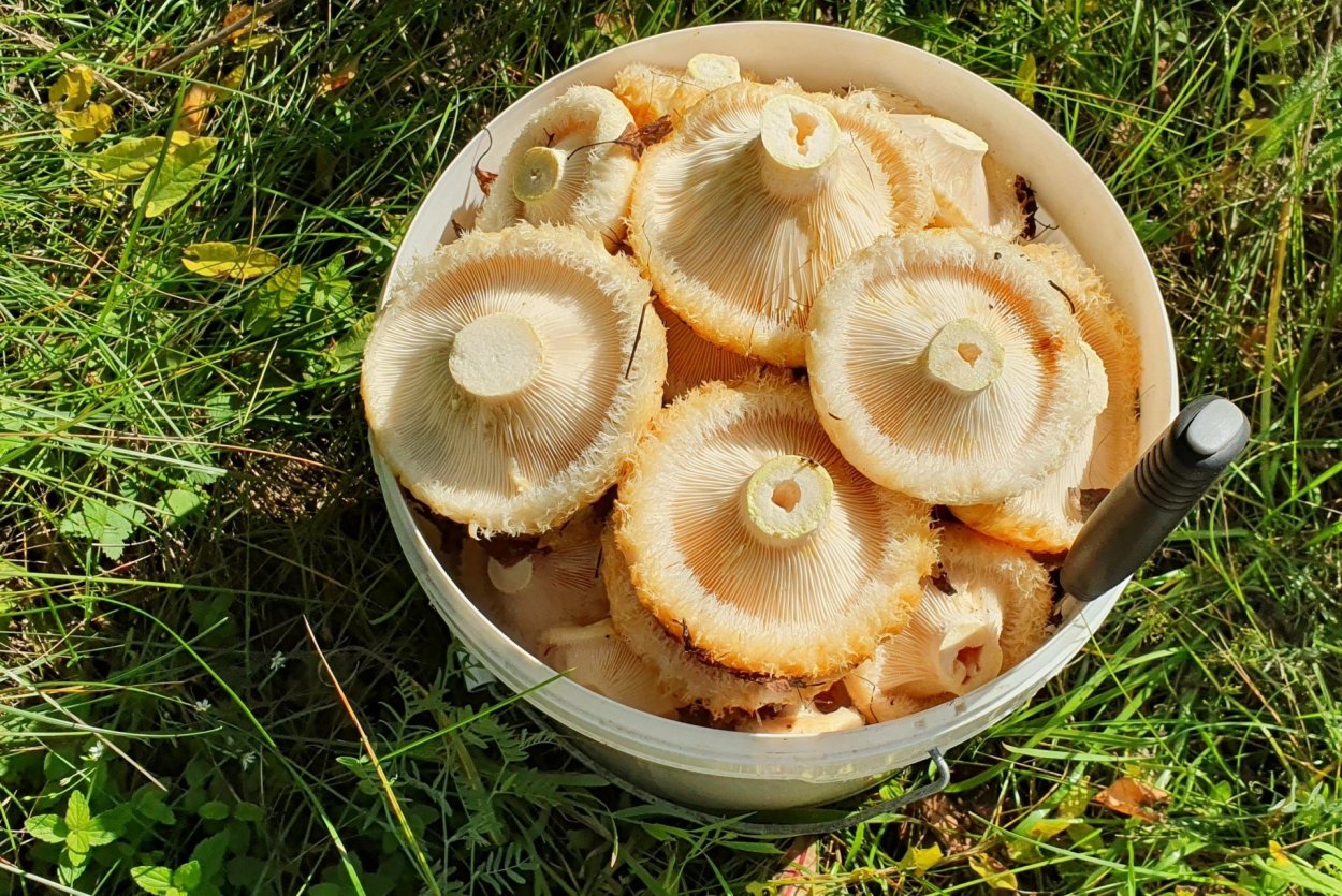 Рядовка Чешуйчатая съедобная