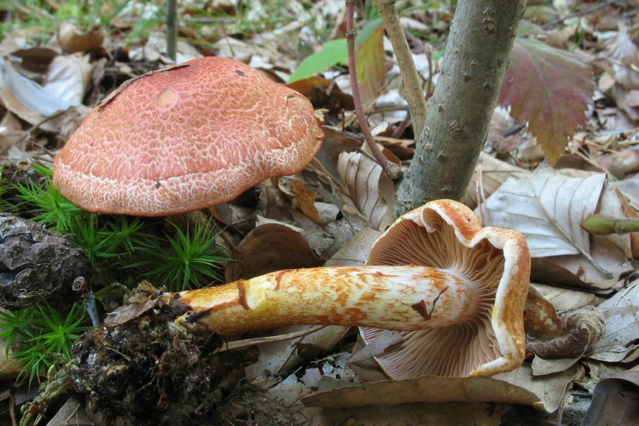 Паутинник ленивый