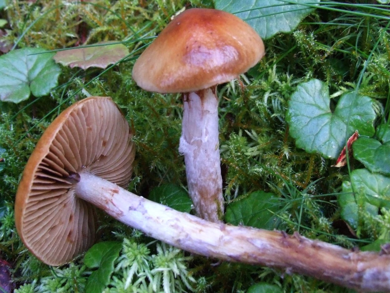 Свинушка тонкая Paxillus involutus