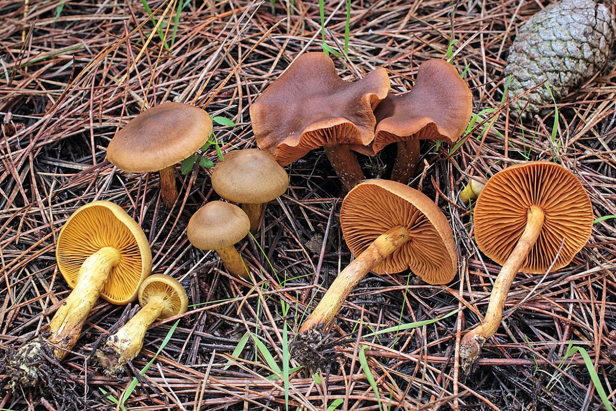 Паутинник кроваво-красный