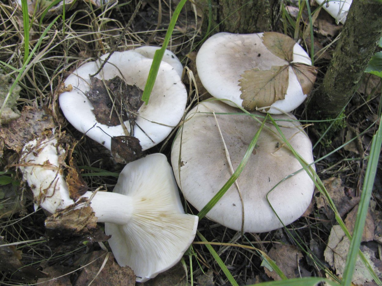 Паутинник пачкающий Cortinarius collinitus