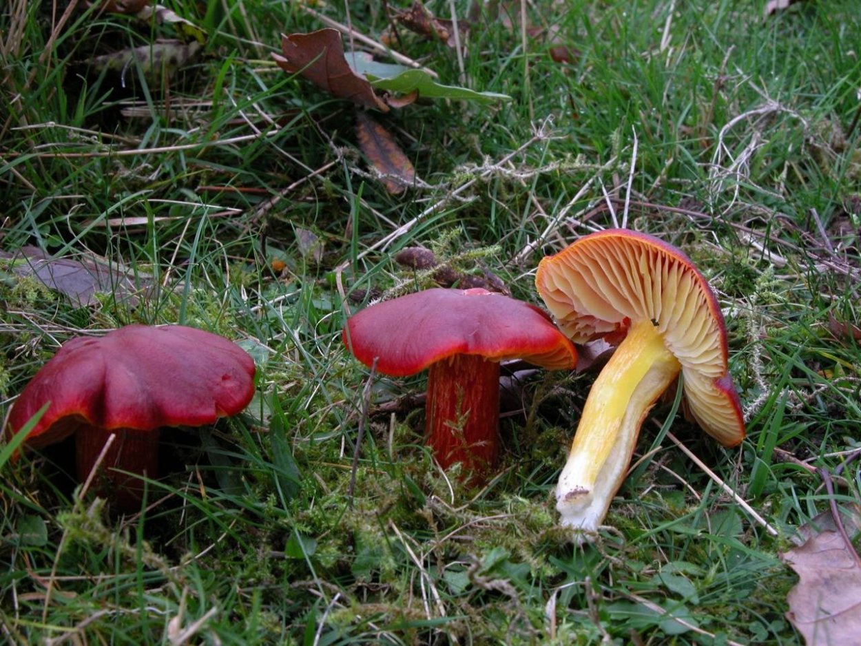 Lepista personata