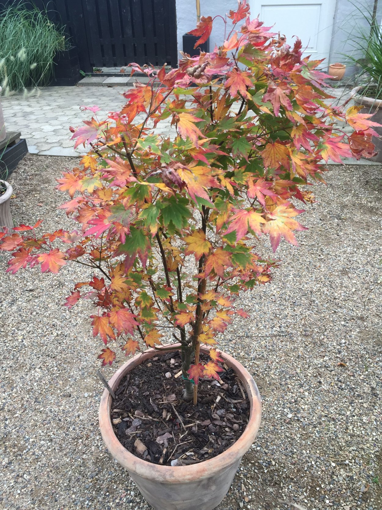 Acer palmatum Katsura