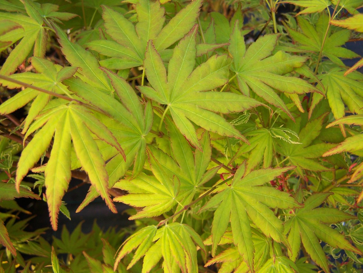 Acer Pal. 'Katsura'