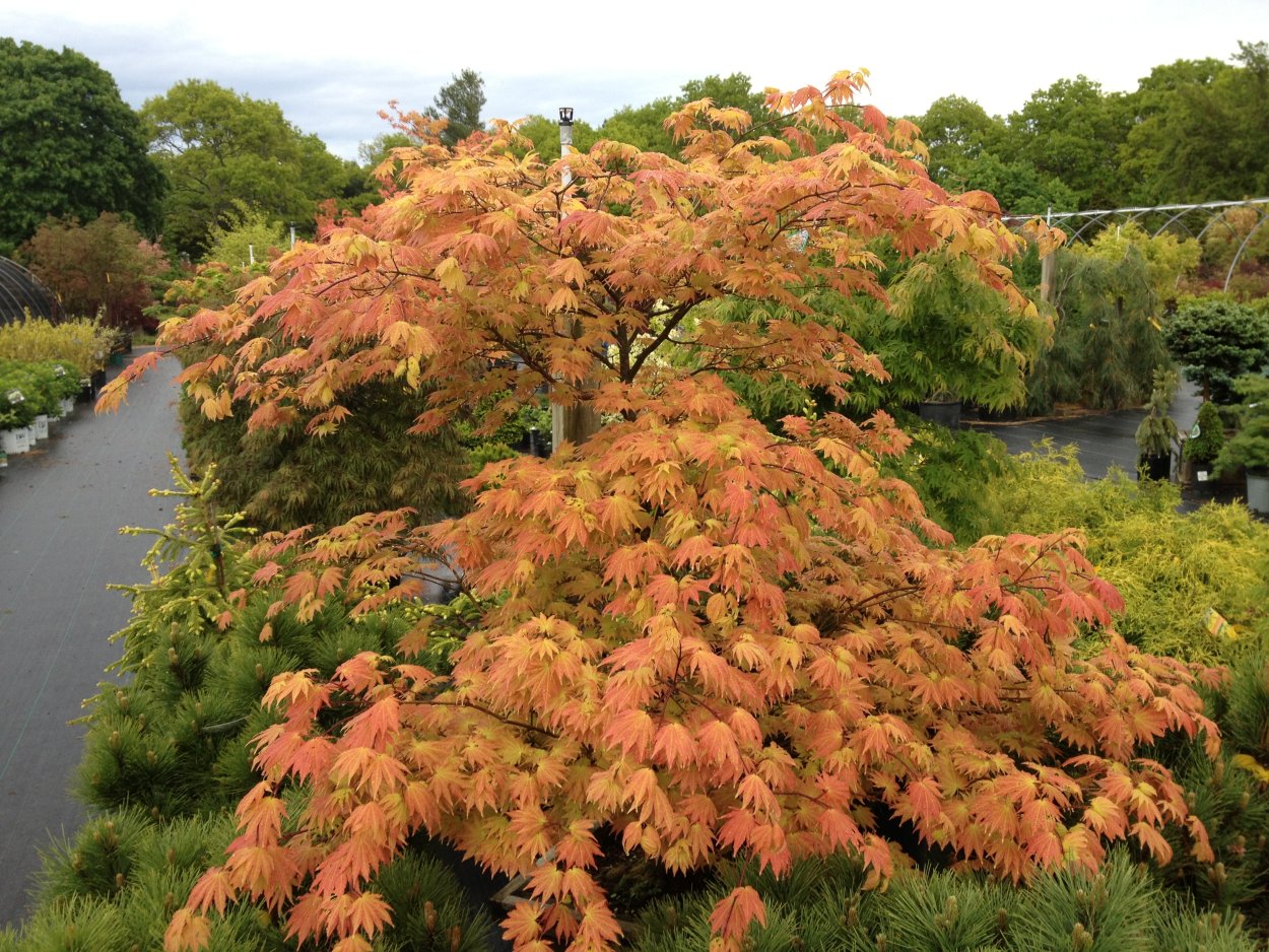 Acer shirasawanum 'autumn Moon'