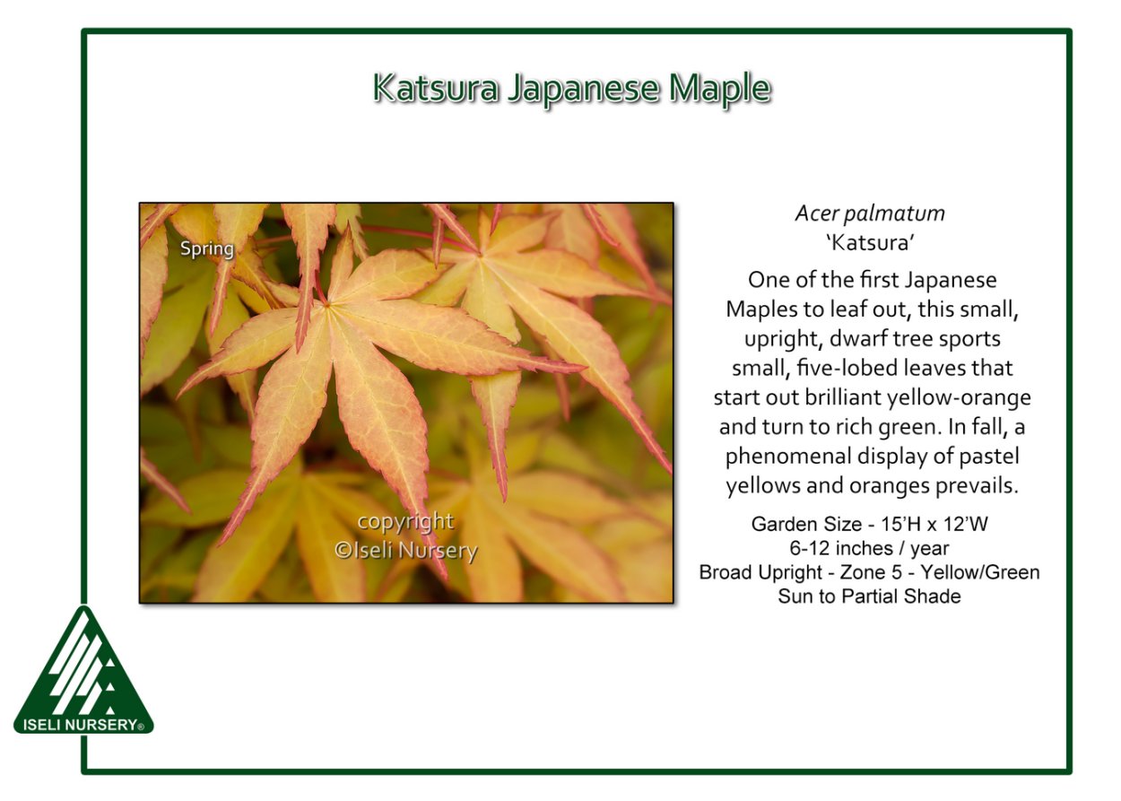 Клен Acer palmatum Atropurpureum