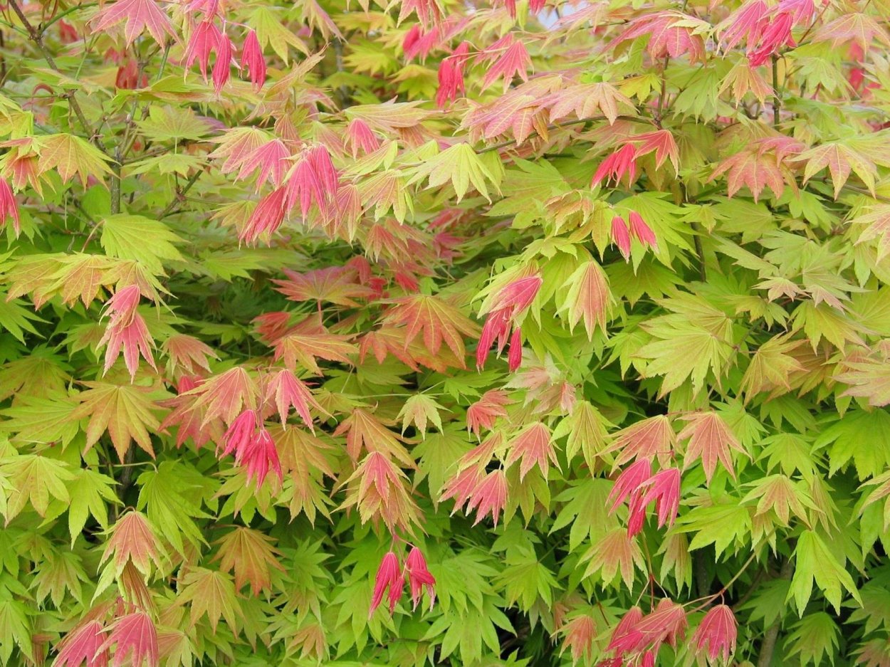 Acer palmatum Brandts Dwarf