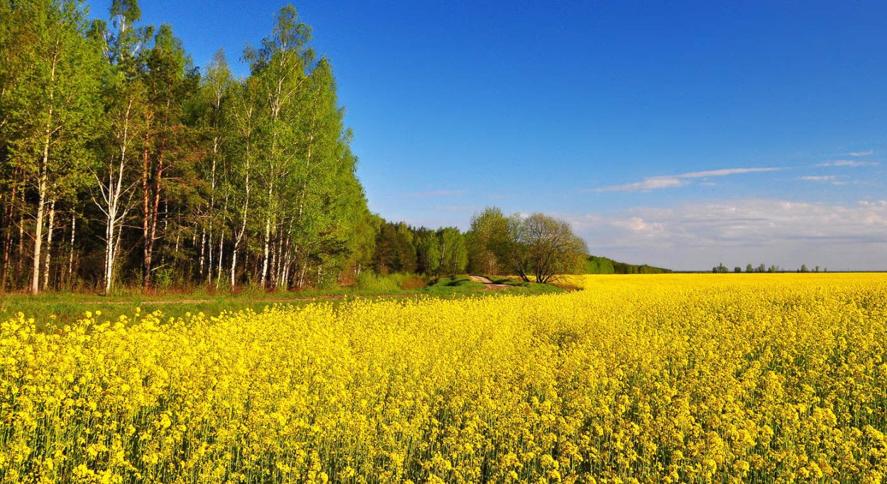 Природа деревенская Весенняя