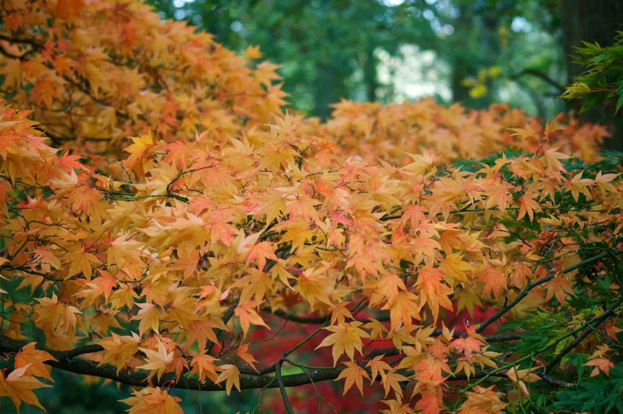Клен Katsura