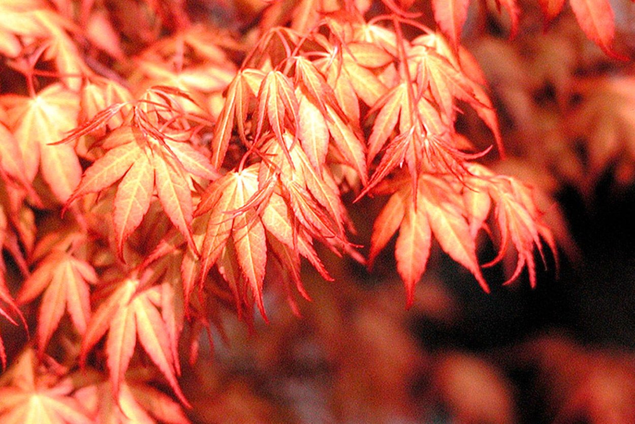 Клен японский веерный Acer palmatum